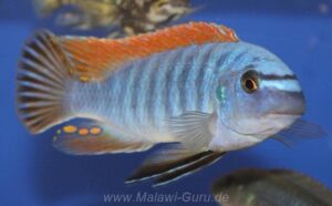 Labeotropheus fuelleborni 'Makanjila'